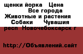 щенки йорка › Цена ­ 15 000 - Все города Животные и растения » Собаки   . Чувашия респ.,Новочебоксарск г.